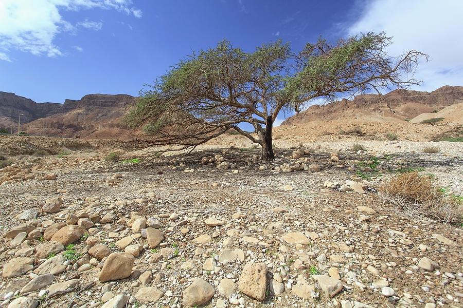 An Acacia Tree In The Jordan Valley Photograph by Reynold Mainse / Design Pics