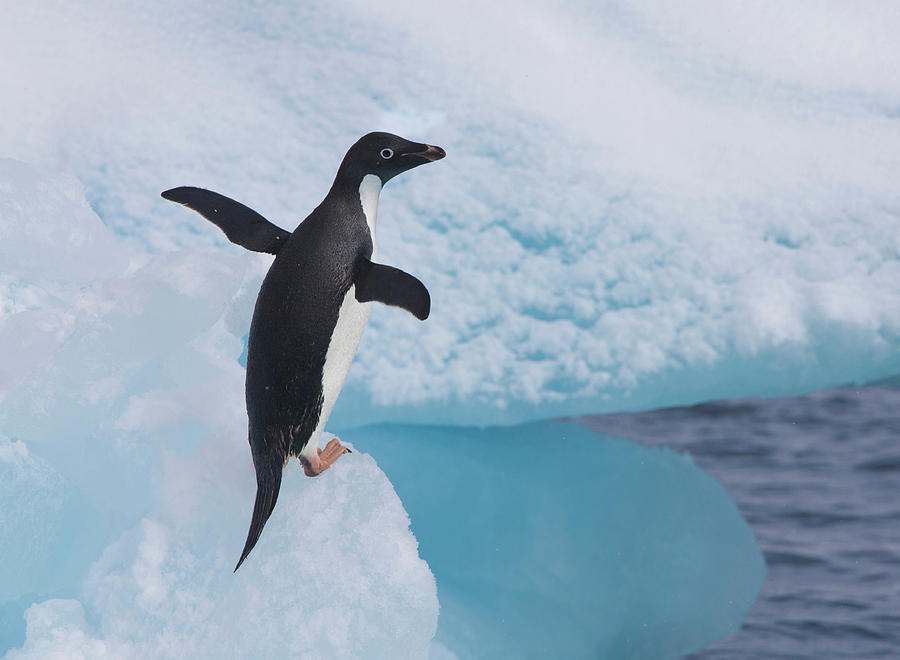 Summer Photograph - An Adelie Penguin Loafs On An Iceberg by Hugh Rose
