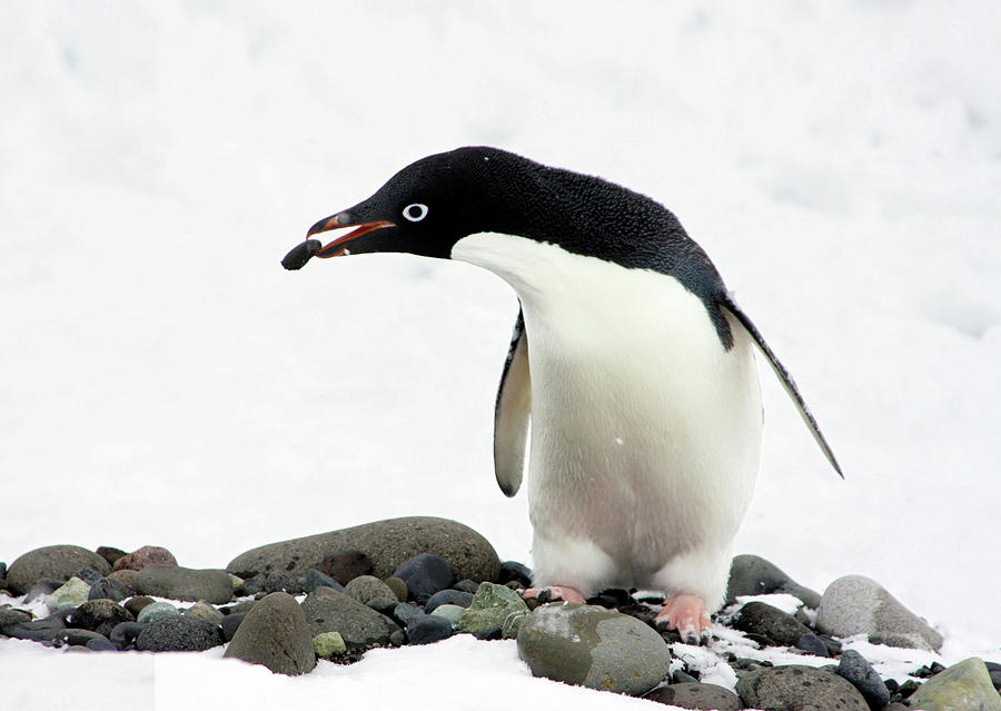 Nature Photograph - An Adelie Penguin (pygoscelis Adeliae by Miva Stock