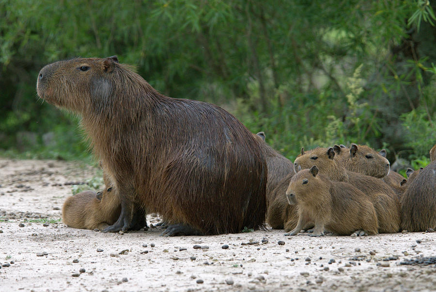 An Adult Female Capybara Hydrochaeris Photograph by Beth Wald - Fine ...