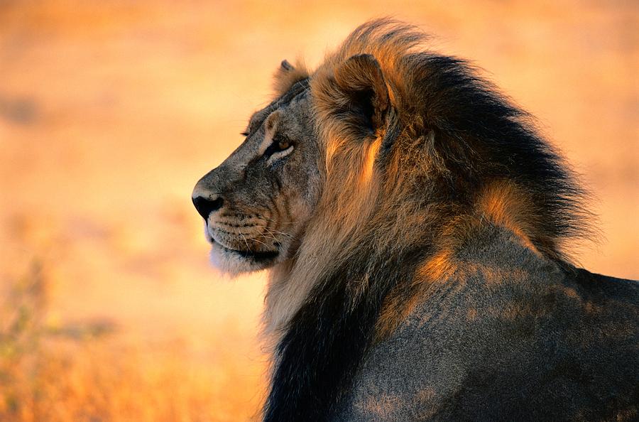 An Adult Male African Lion, Panthera Photograph by Nicole Duplaix