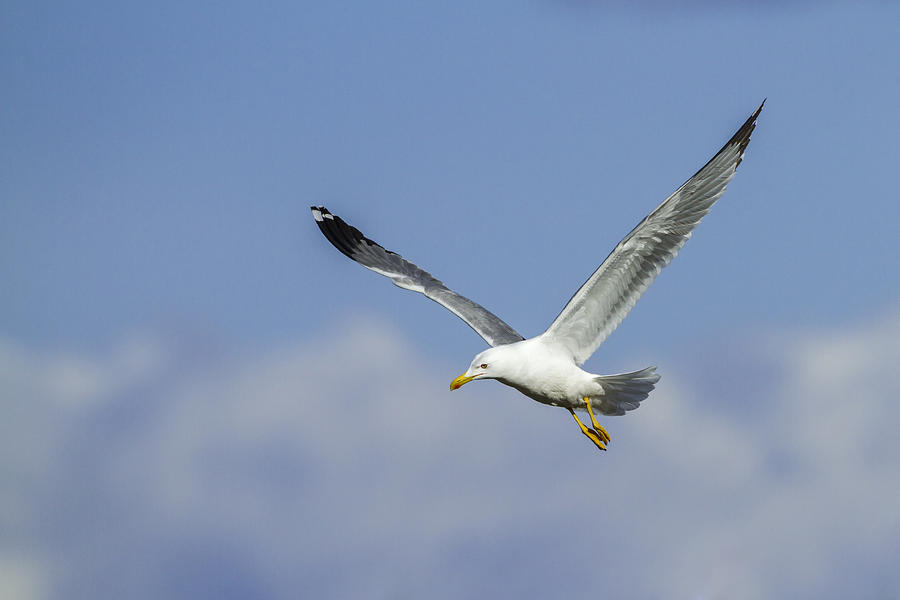 An adult yellow-legged seagull (Larus cachinans) flying over a blue sky and the clouds. Photograph by Javier Fernández Sánchez