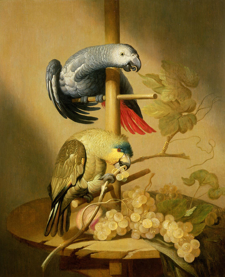 Bird Photograph - An African Grey And An Orange Winged Amazon Parrot On  A Perch With Grapes by Jacob Fransz van der Merck