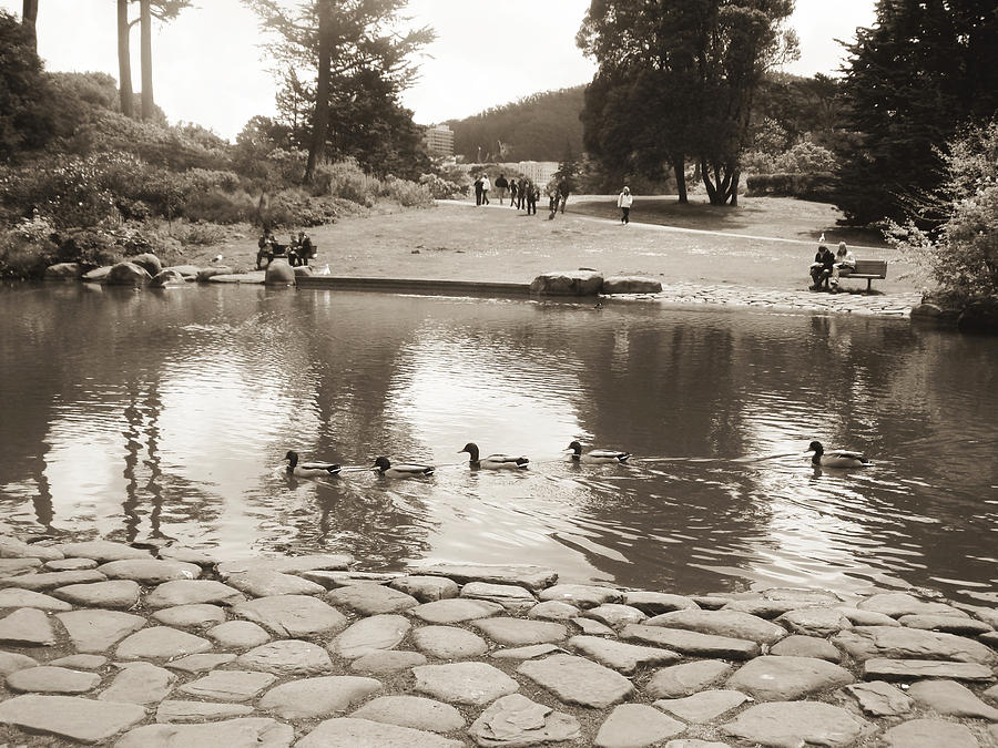 An Afternoon at Botanical Garden Photograph by Hiroko Sakai
