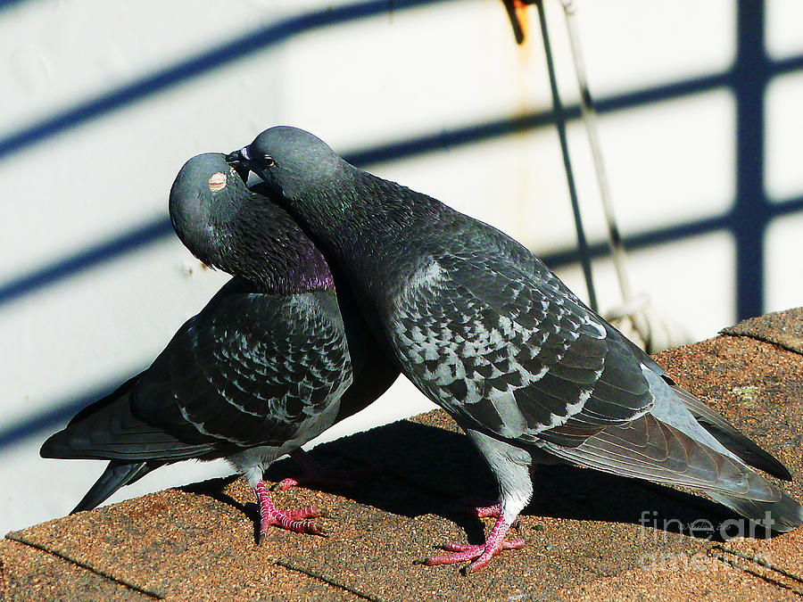 Bird Photograph - An Aggressive Kisser by Xueling Zou