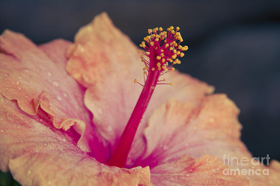 Flower Photograph - An Aisling Gairdin by Sharon Mau