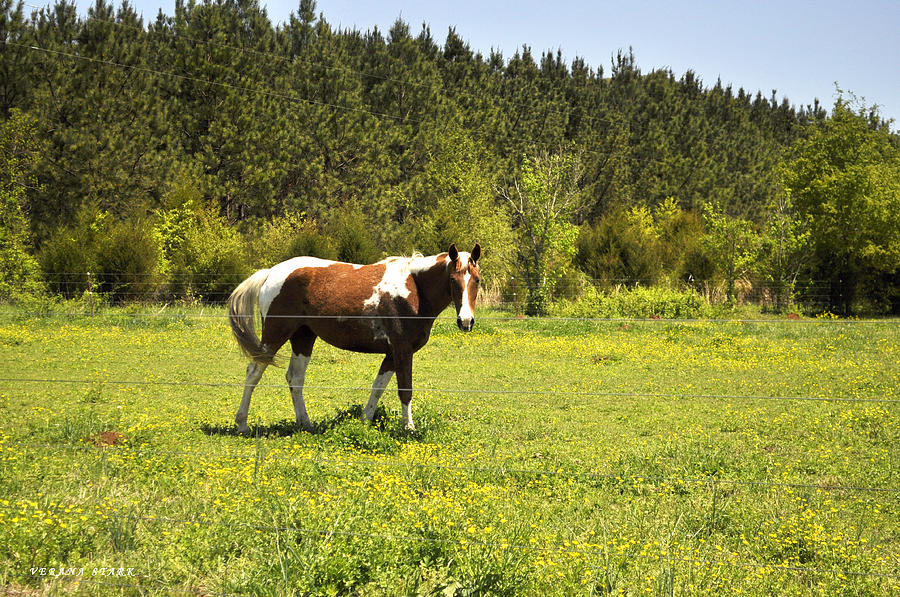 An Alabama Horse Photograph by Verana Stark