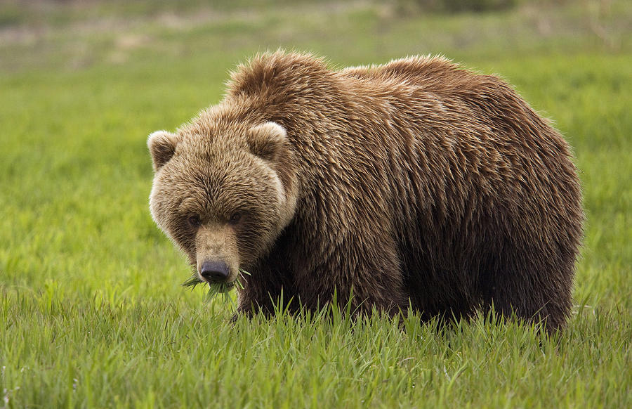 Summer Photograph - An Alaska Coastal Brown Bear At Mikfik by Richard Williams