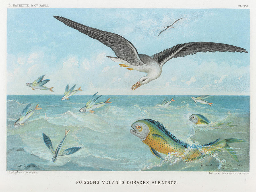 Albatross Drawing - An Albatross At Sea Preying On  Flying by Mary Evans Picture Library