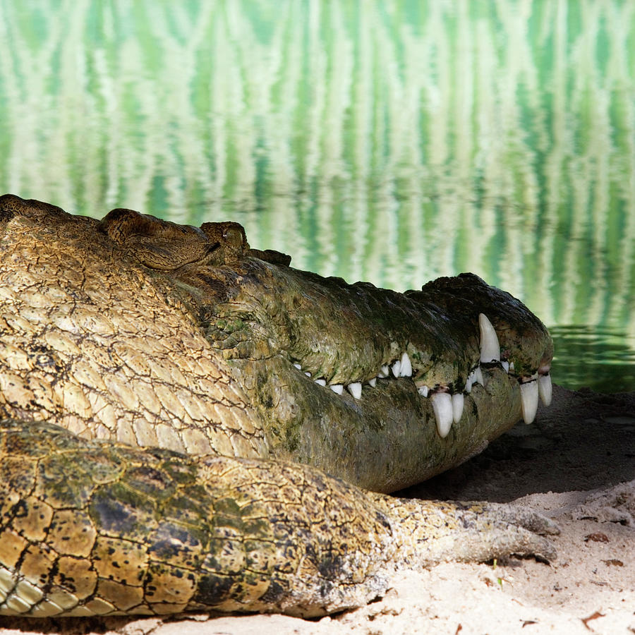 An Alligator Lying At The Bottom Of An Photograph by Ron Koeberer - Pixels