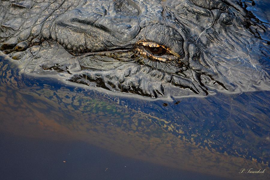 An Alligators Eyeview Photograph by Patricia Twardzik