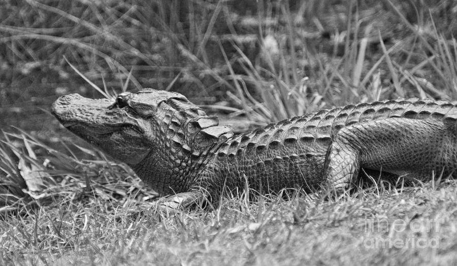 An American Alligator Photograph by Southern Photo