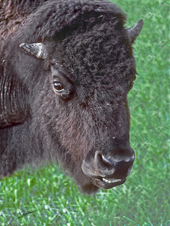 An American Bison Photograph by Phil Jensen