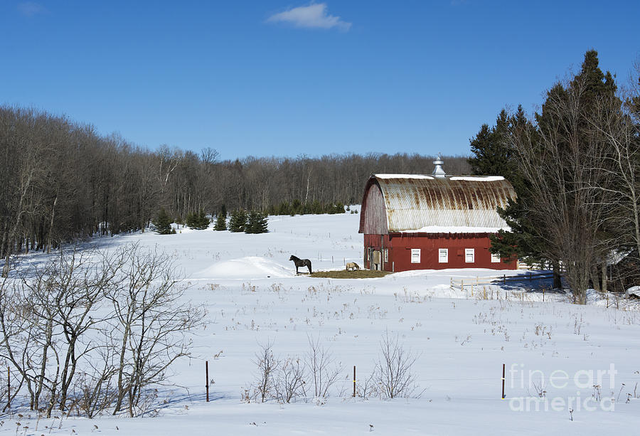an American Frozen Pasture Photograph by Dan Hefle