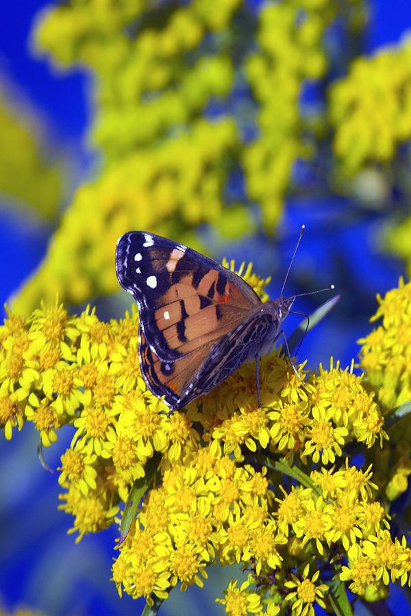An American Lady On Goldenrod Photograph by Constantine Gregory