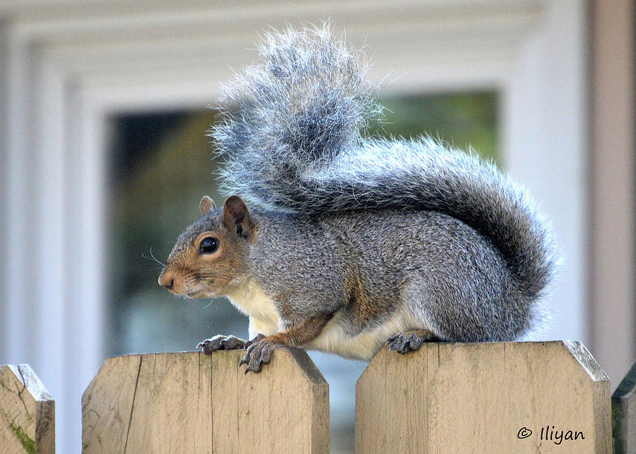 Squirrel Photograph -  American Squirrel by Iliyan Bozhanov