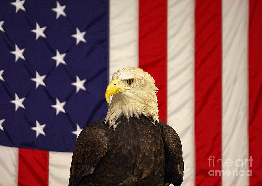 Eagle Photograph - An American Symbol by Tommy Anderson