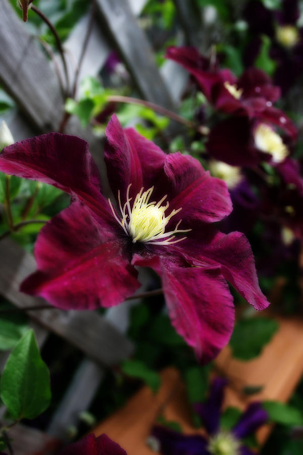 An Amethyst Colored Clematis Photograph by Kay Novy