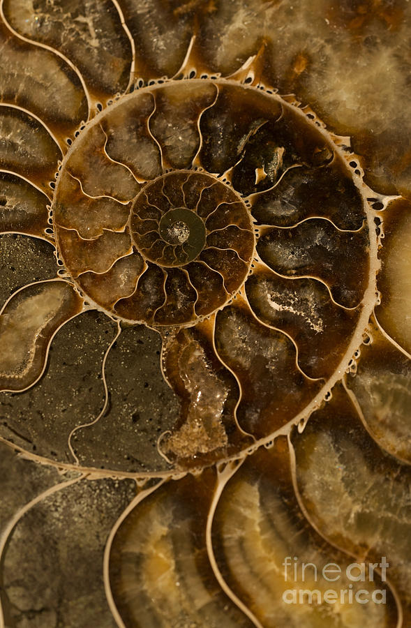 An ancient ammonite pattern II Photograph by Jaroslaw Blaminsky