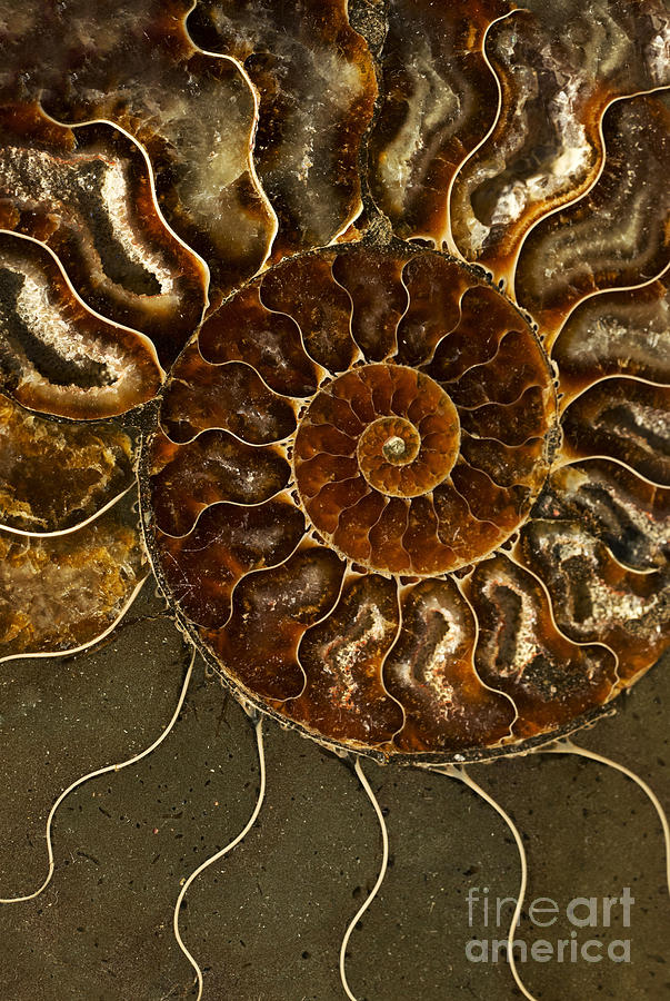 An ancient ammonite pattern III Photograph by Jaroslaw Blaminsky