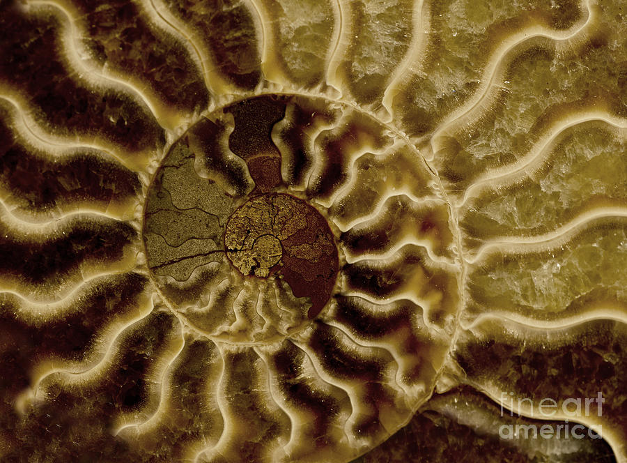 An ancient ammonite pattern IV Photograph by Jaroslaw Blaminsky