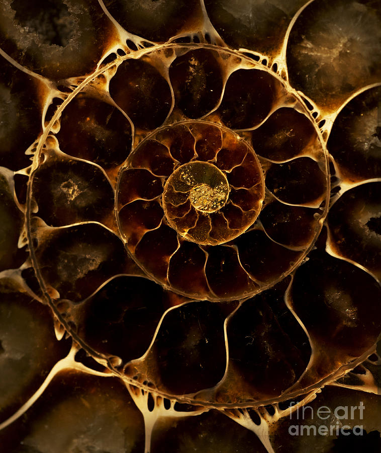An ancient ammonite pattern  Photograph by Jaroslaw Blaminsky