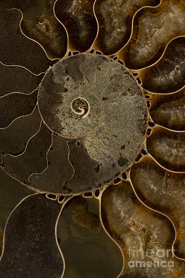 An ancient ammonite pattern V Photograph by Jaroslaw Blaminsky