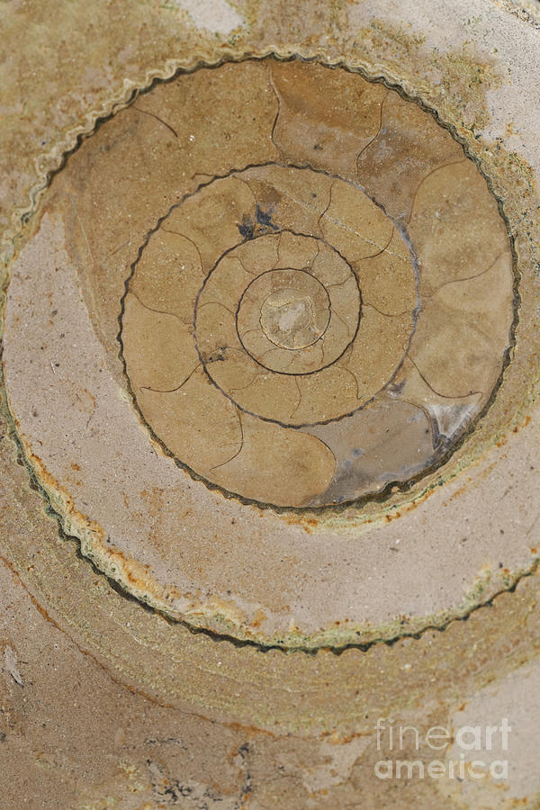 An ancient ammonite pattern VI Photograph by Jaroslaw Blaminsky