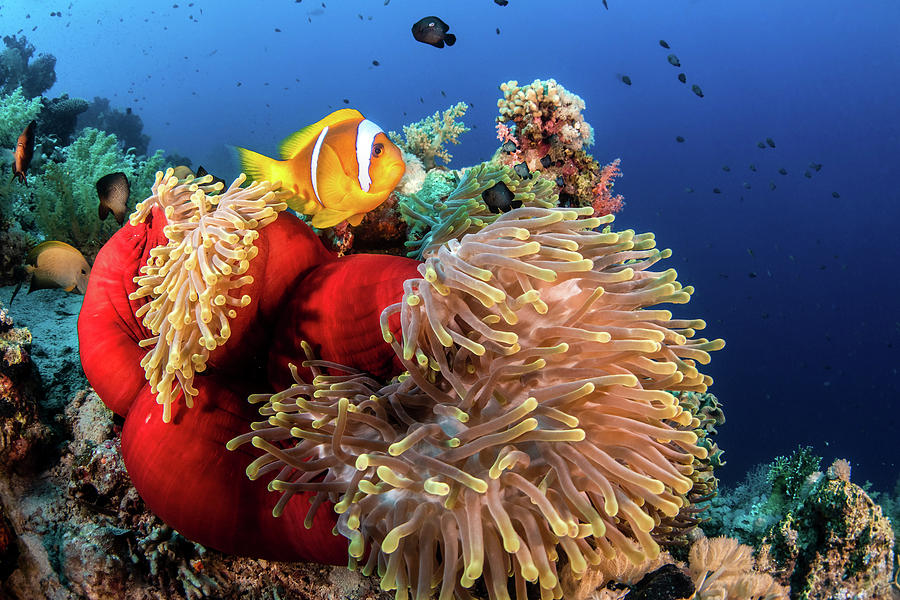 An Anemone Fish Outside A Closed Photograph by Brook Peterson