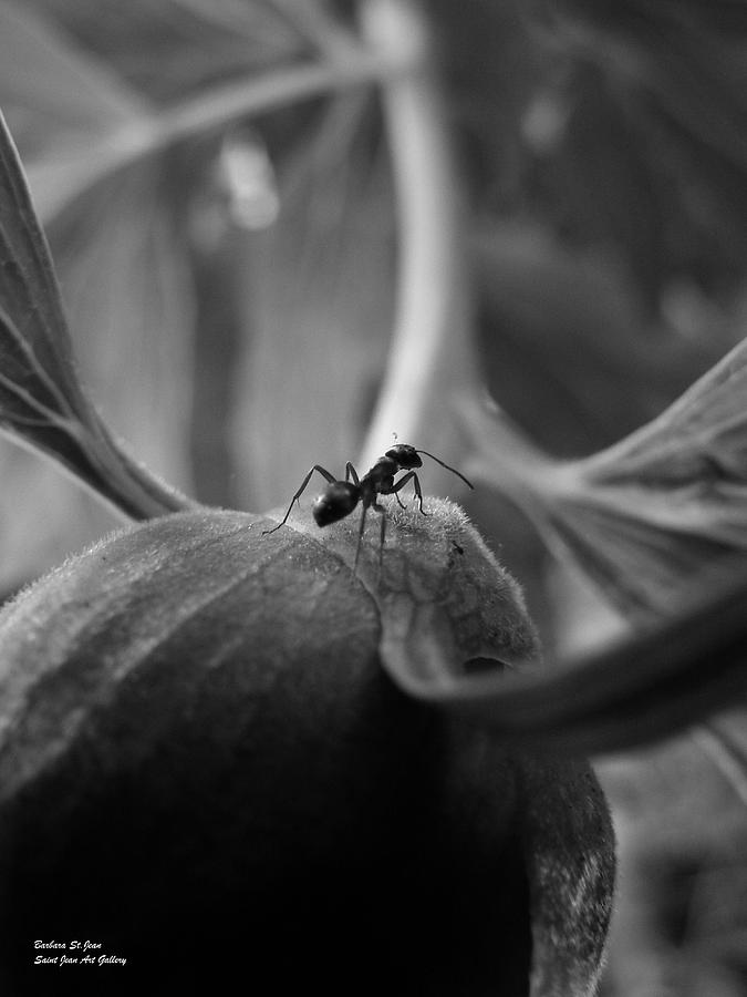 An Ants Life Photograph by Barbara St Jean