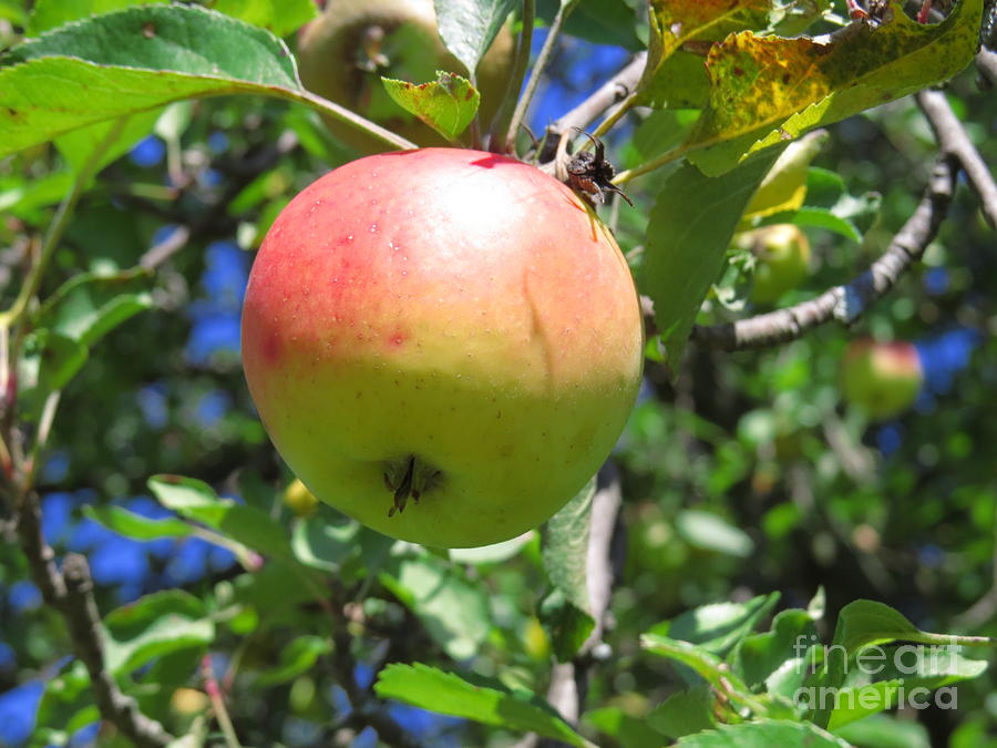 Nature Photograph - An Apple a Day by David Lankton