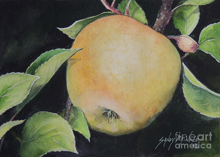 An Apple a Day...SOLD  Painting by Sandy Brindle