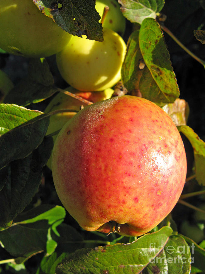 Fall Photograph - An Apple After Frost by Ausra Huntington nee Paulauskaite
