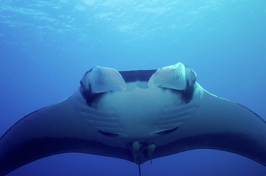 An Approaching Oceanic Manta Ray At San Photograph by Brent Barnes ...