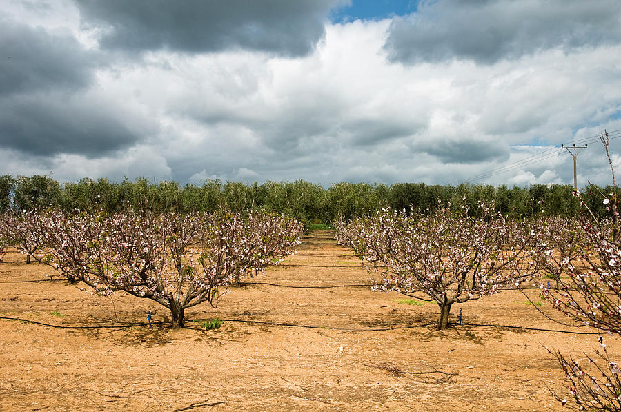 An Apricot Plantation Photograph by Photograph By Giora Meisler