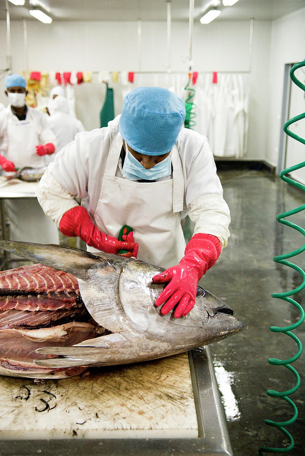 An Apron Clad Worker Butchering Photograph by Thomas Pickard