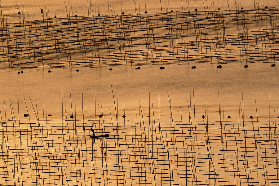 An Aquaculture Farmer And His Farm Under Sunset Photograph by Cheng Chang