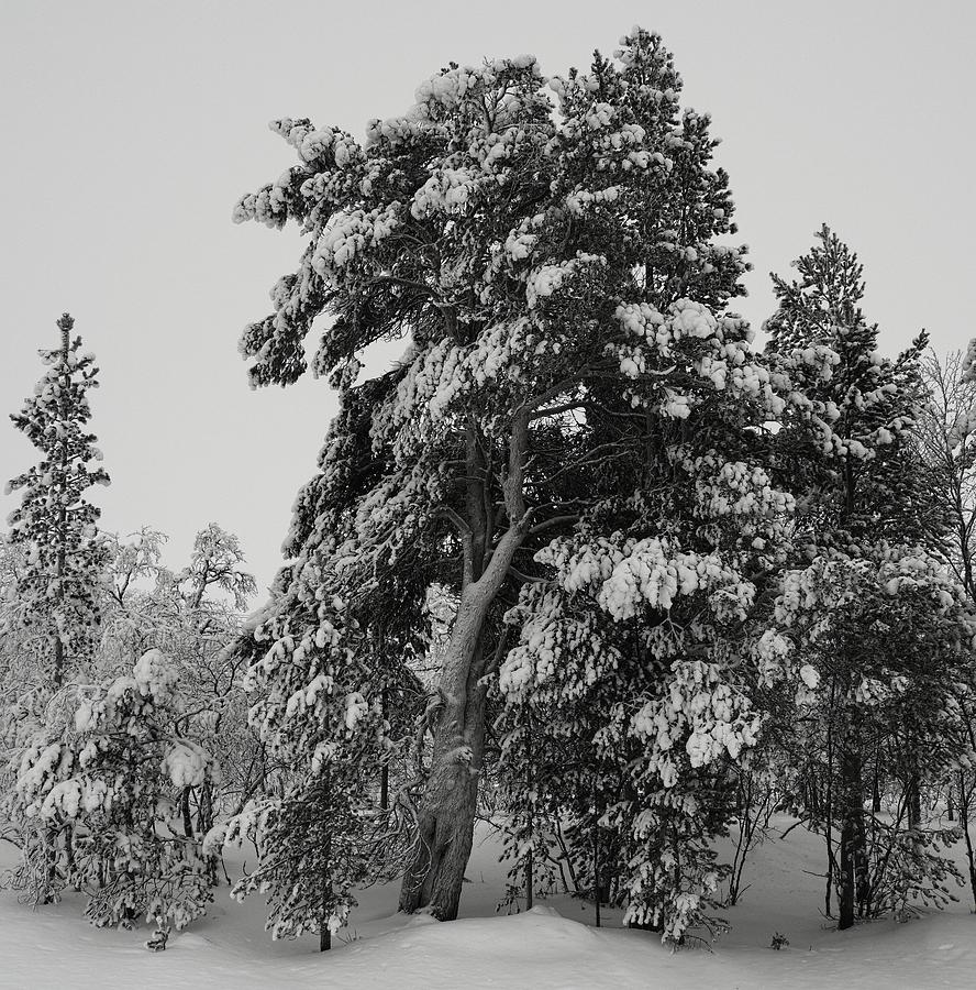An Arctic Pine Photograph by Pekka Sammallahti