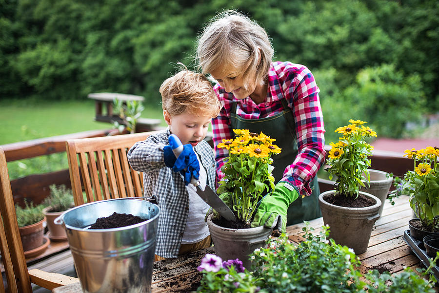 An attractive senior woman with a toddler boy planting flowers outdoors in summer. Photograph by Halfpoint Images