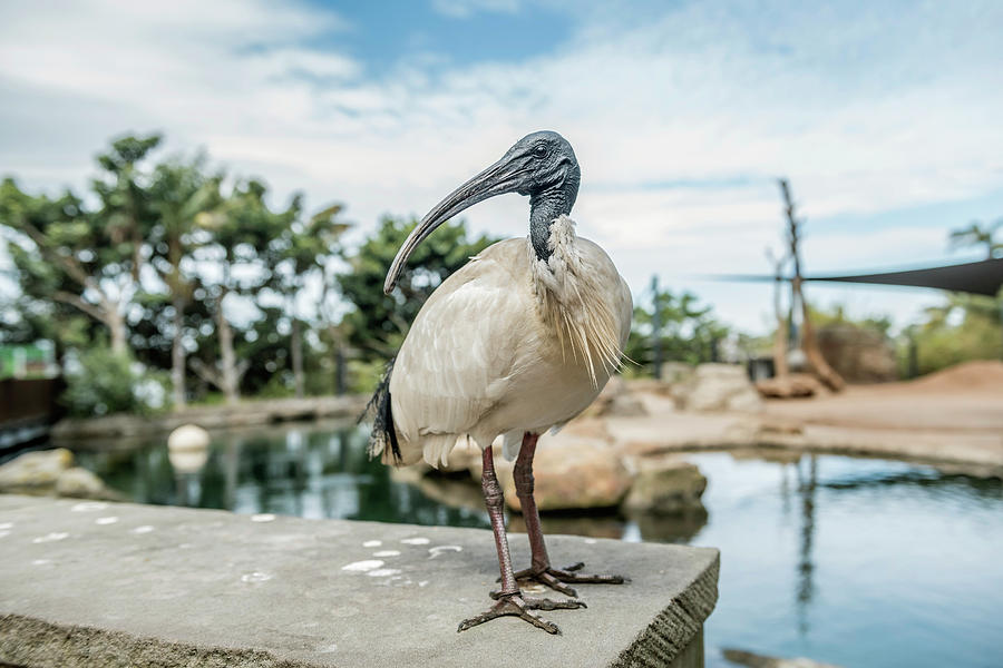 Nature Photograph - An Australian White Ibis At The Sydney by Alasdair Turner
