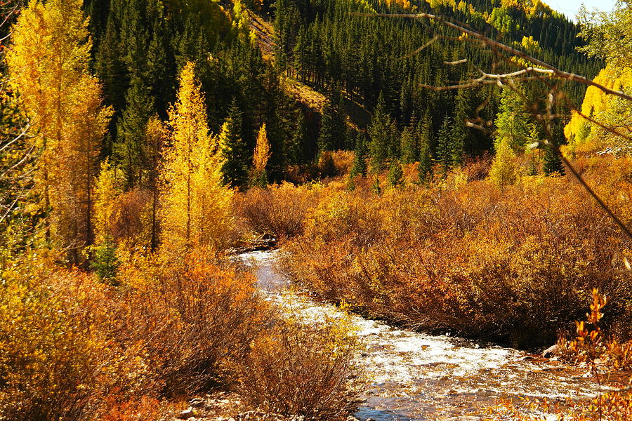 Tree Photograph - An Autum Stream In Colorado by Jeff Swan