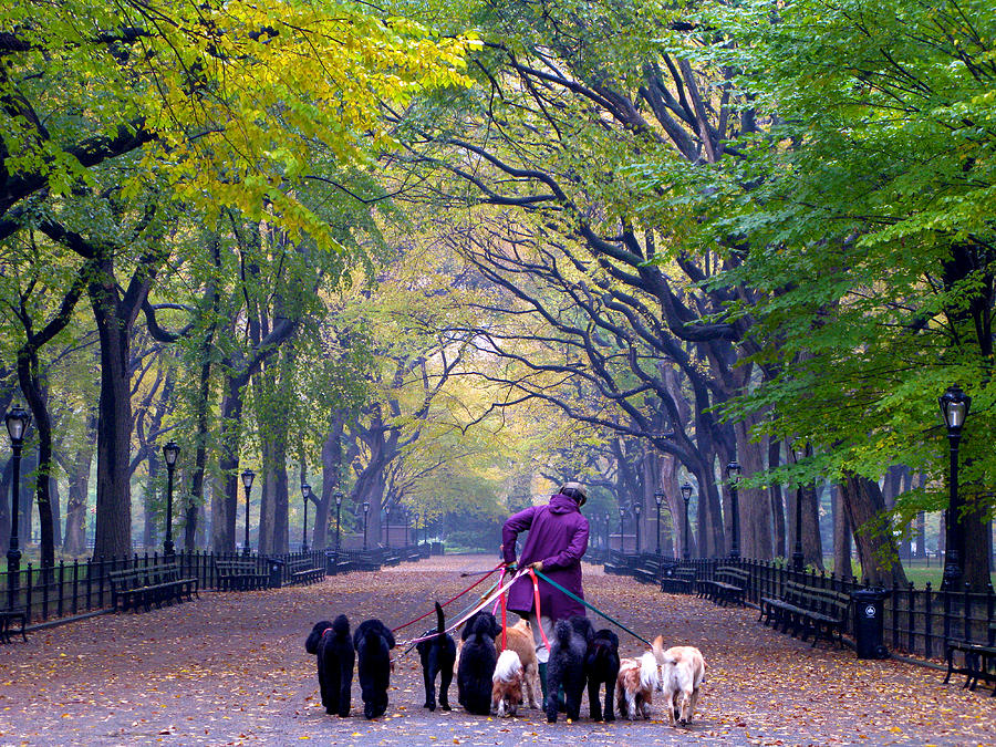 An Autumn Dog Walk Photograph by Cornelis Verwaal