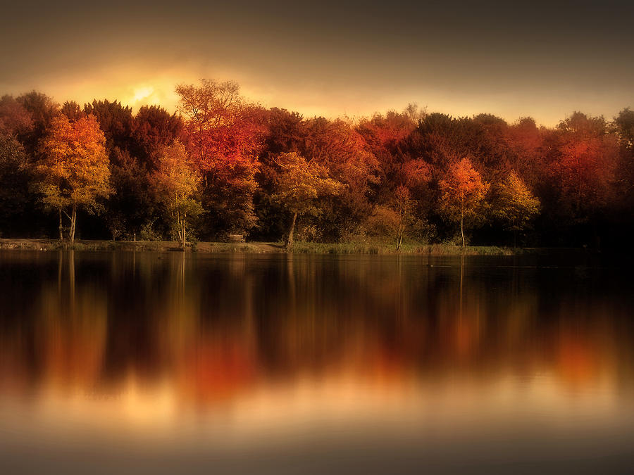 Tree Photograph - An Autumn Evening by Jennifer Woodward