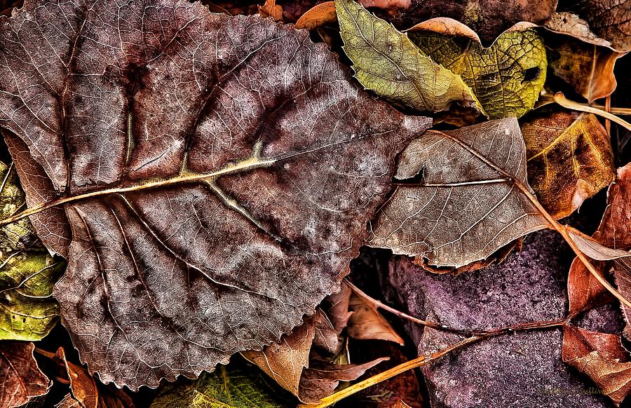 Nature Photograph - An Autumn Gone By by Steve Sullivan