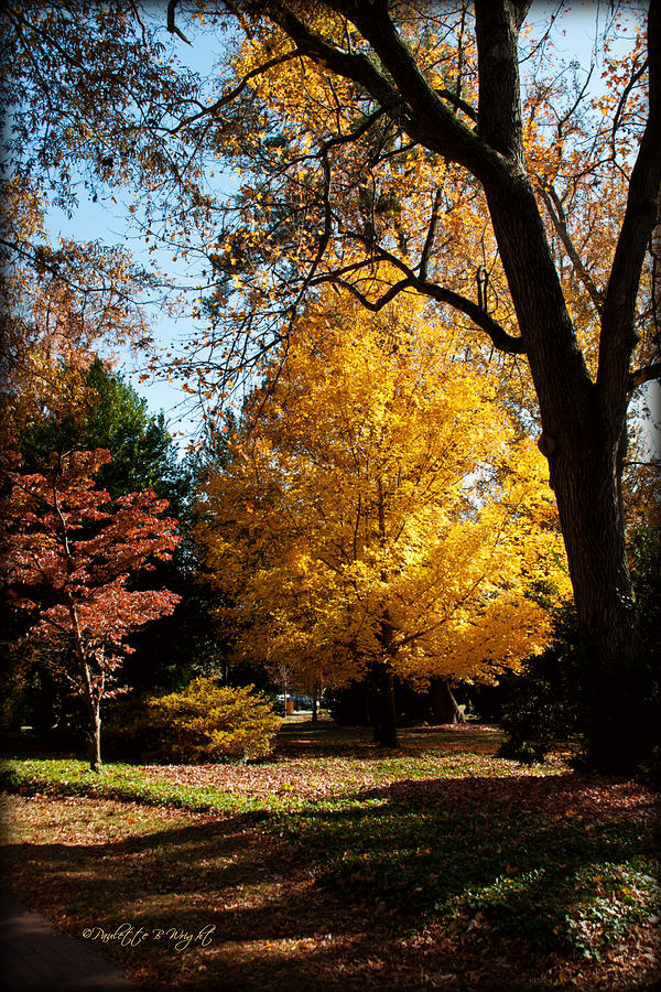 An Autumn Holdout - Davidson College Photograph by Paulette B Wright
