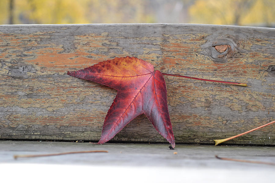 An Autumn Memory Photograph by Melanie Moraga