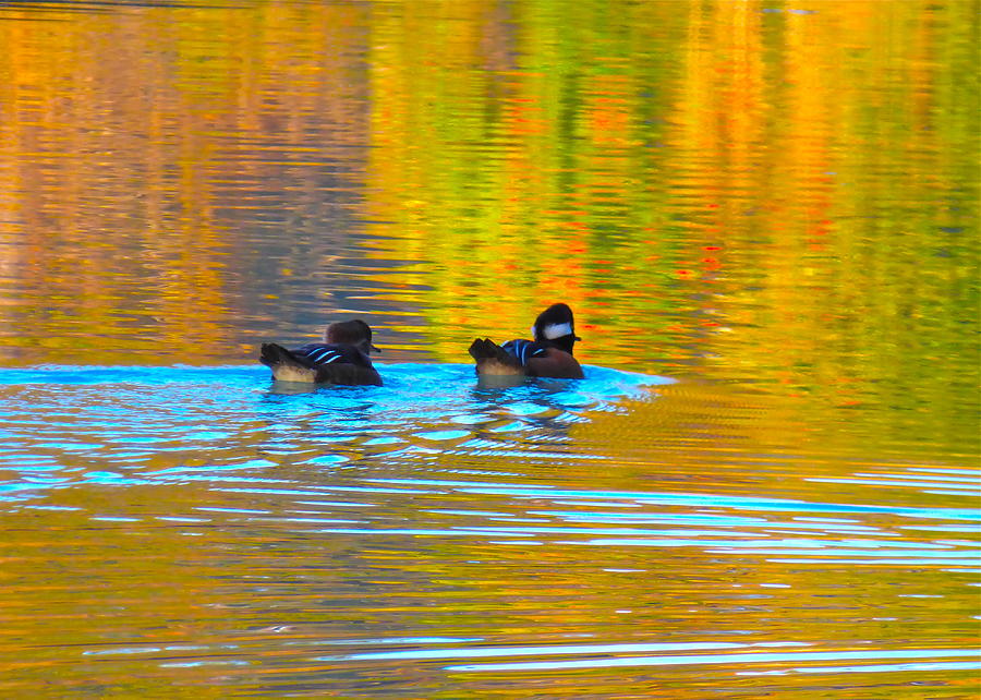 An Autumn Morning Swim Photograph by Jean Wright