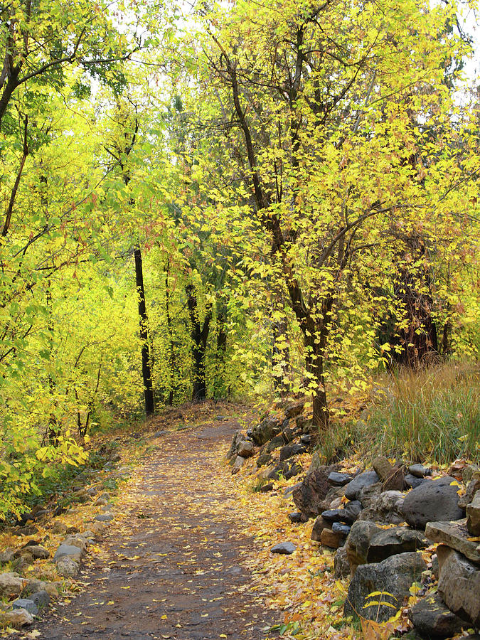 An Autumn Stroll Photograph by Harold Rau