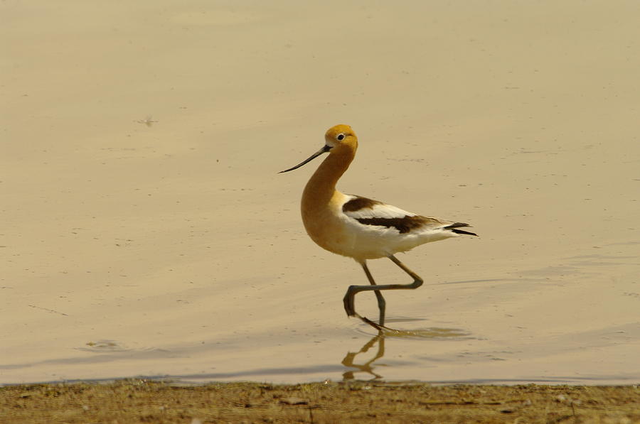 Bird Photograph - An Avocet Wading The Shore by Jeff Swan