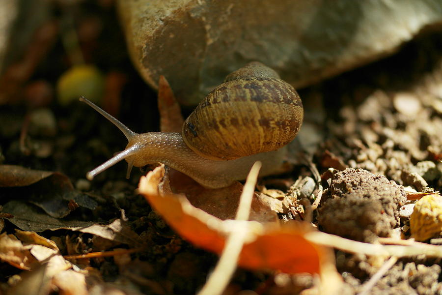 An awesomely slow snail Photograph by Jeff Swan
